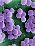 mrsa bact